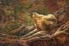 Curious Bear ~ Oil on Panel 12x18