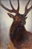 elk opus1 - Oil on Panel 12x8